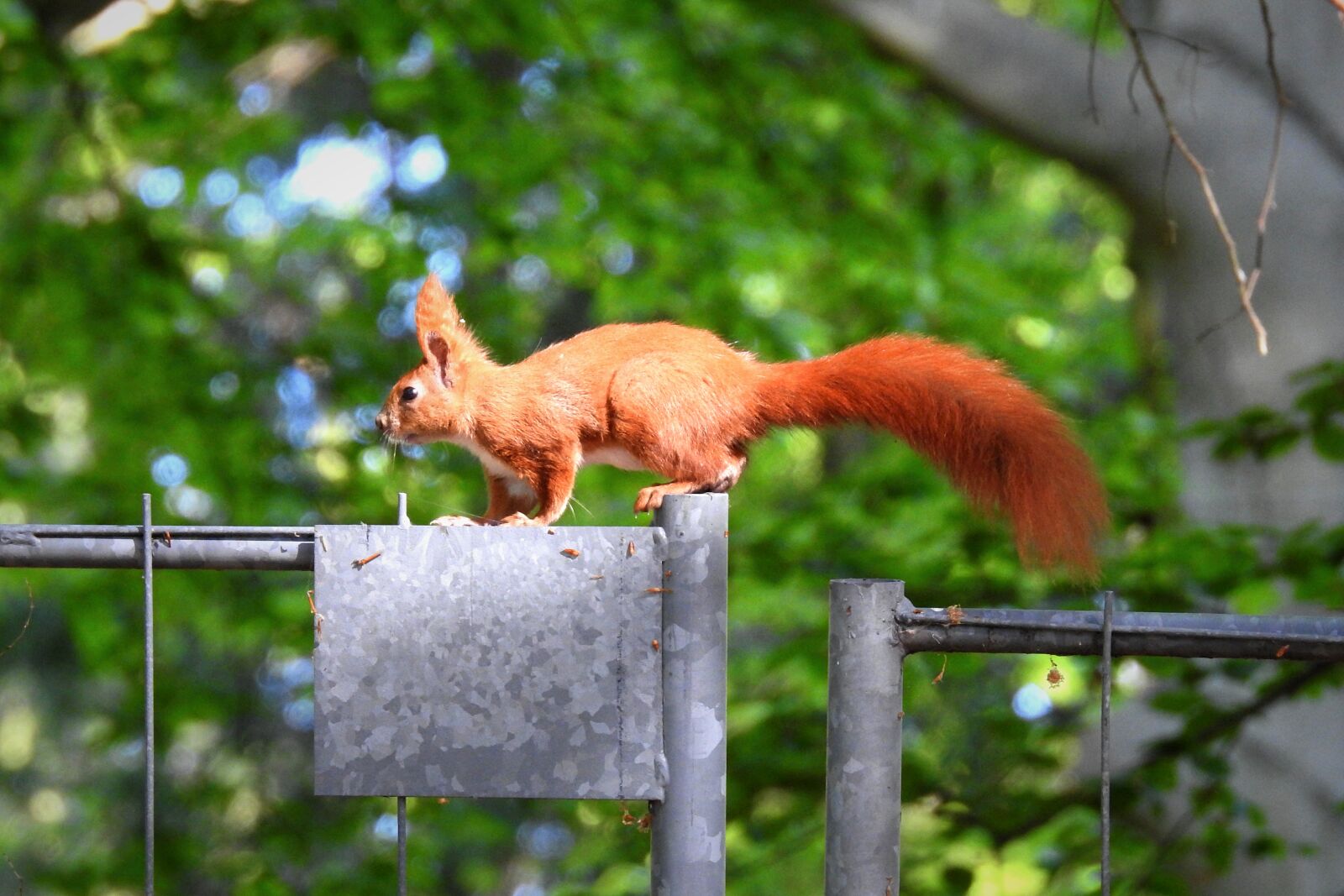 Nikon Coolpix P900 sample photo. The squirrel, forest, nature photography