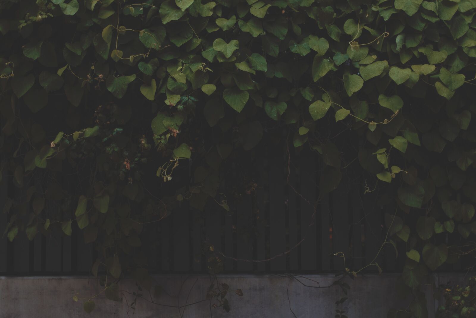 Canon EOS 6D sample photo. Vines, leaves, fence photography
