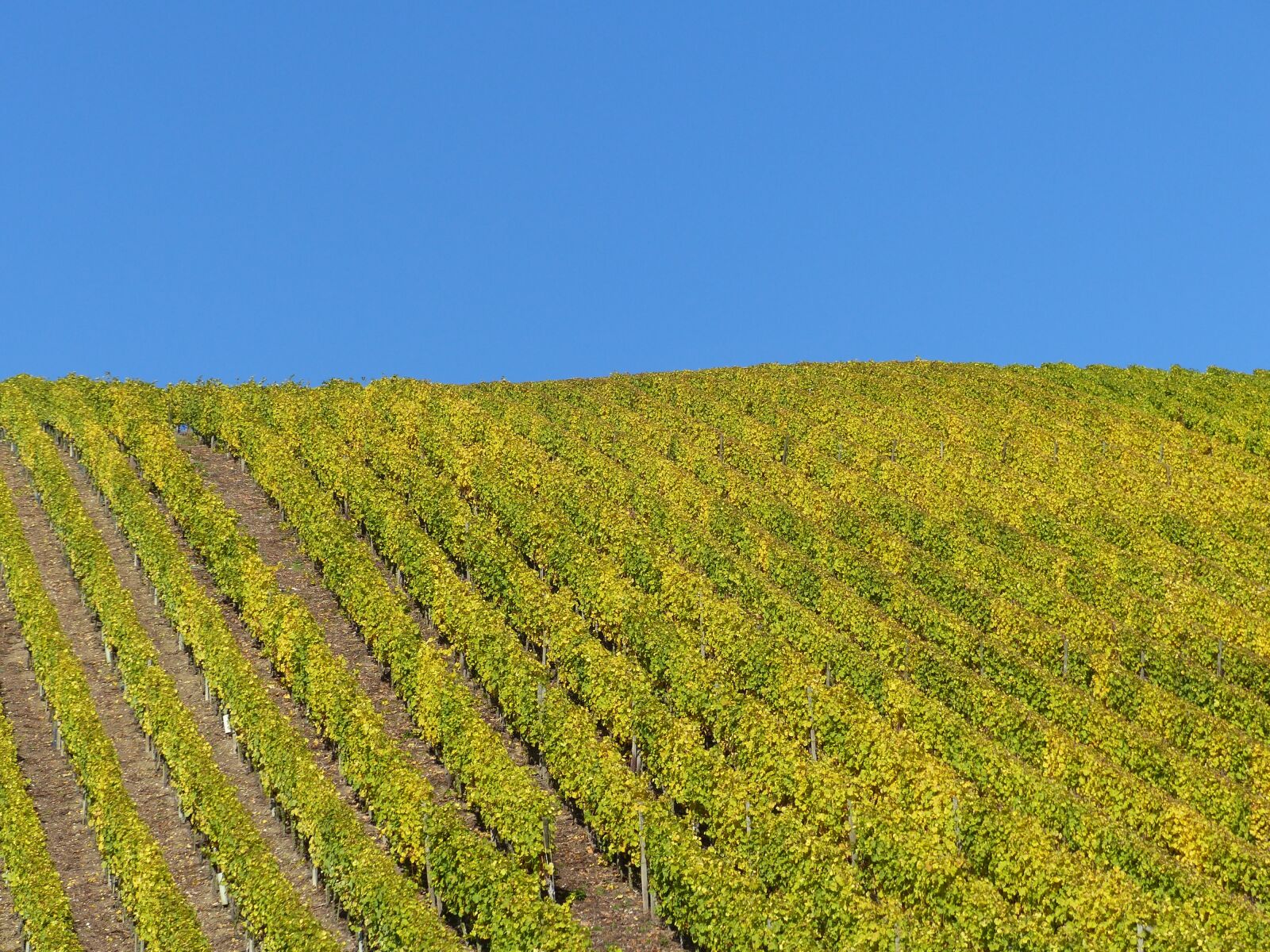 Panasonic Lumix DMC-FZ200 sample photo. Vineyard, autumn, leaves photography