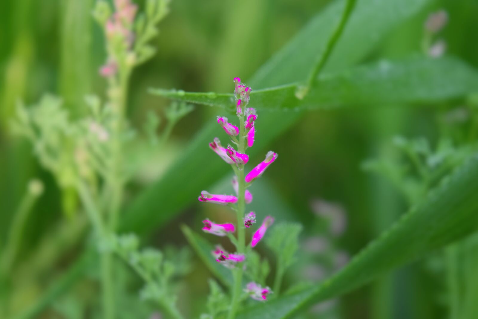 Nikon D5300 sample photo. Flower, green, nature photography