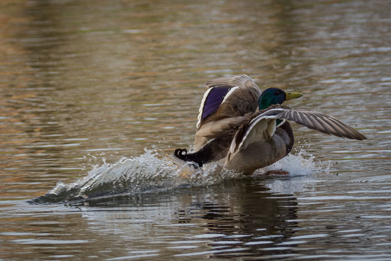 Nikon D7200 sample photo. Duck, lake, mood photography