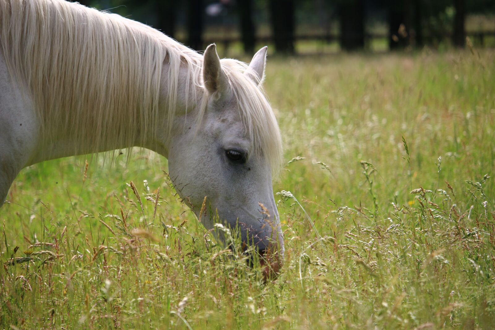 Canon EOS 100D (EOS Rebel SL1 / EOS Kiss X7) sample photo. Horse, mold, stallion photography