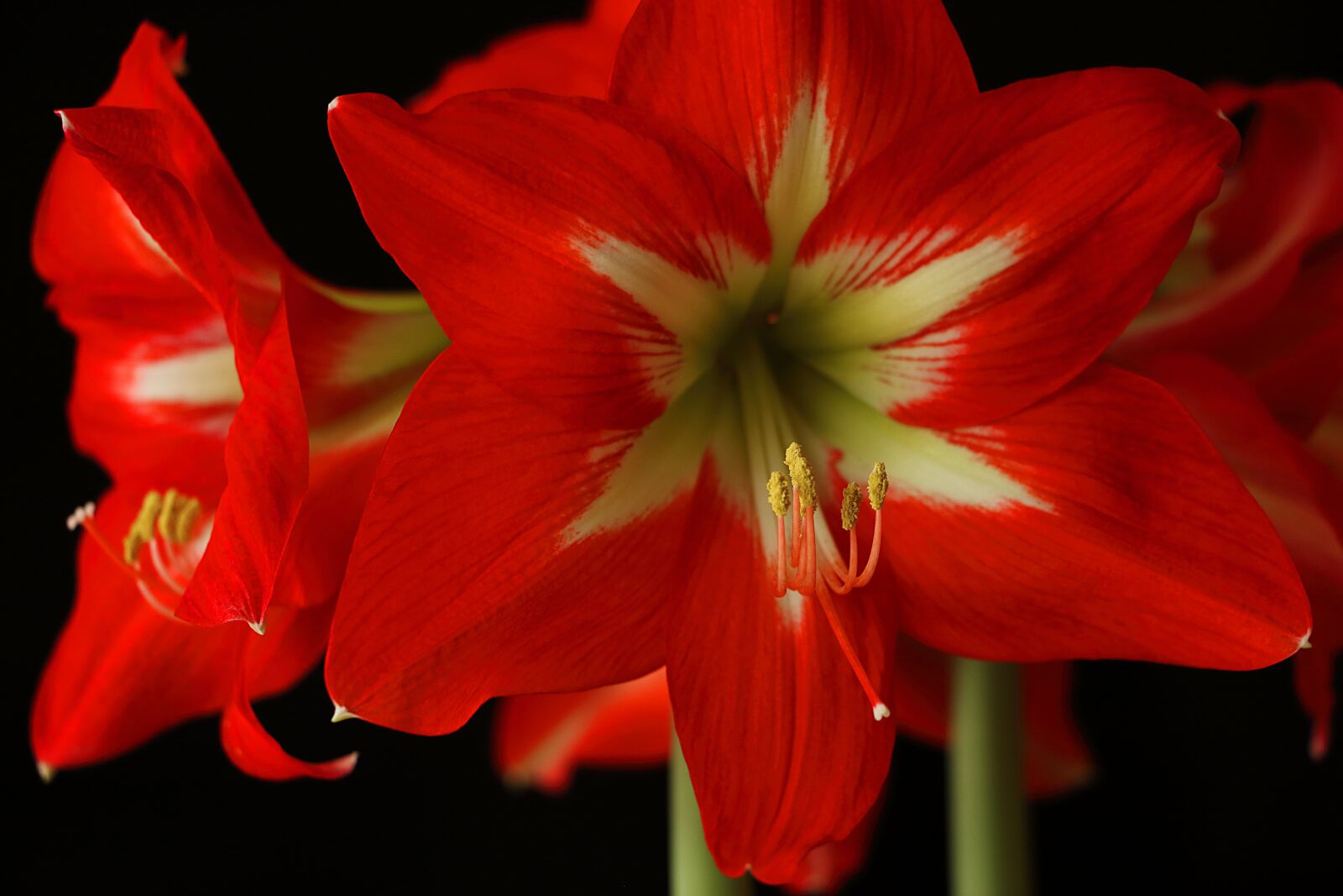 Canon EOS 700D (EOS Rebel T5i / EOS Kiss X7i) sample photo. Amaryllis, flower, blossom photography