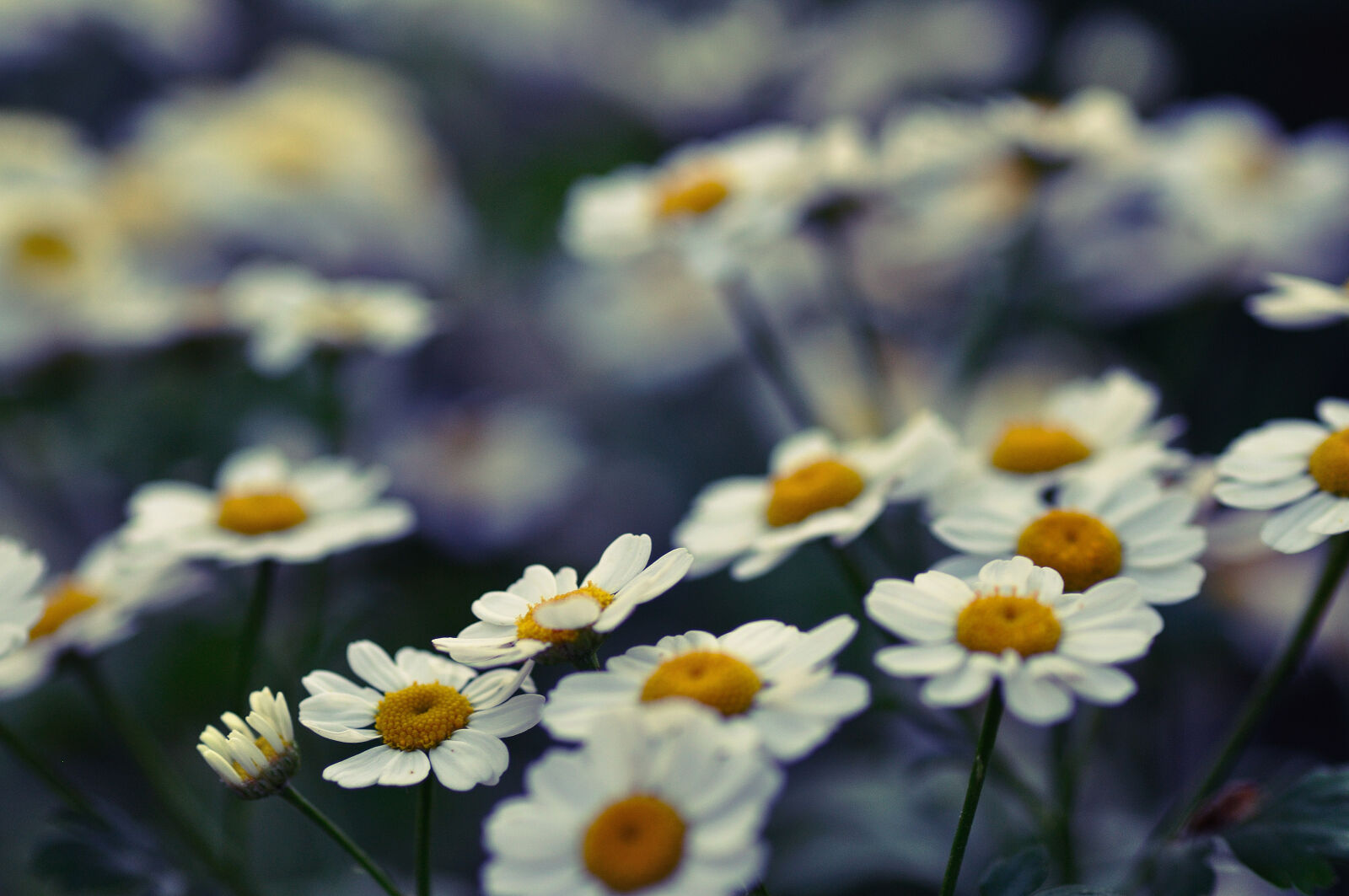 Nikon D5000 sample photo. Flowers, macro photography
