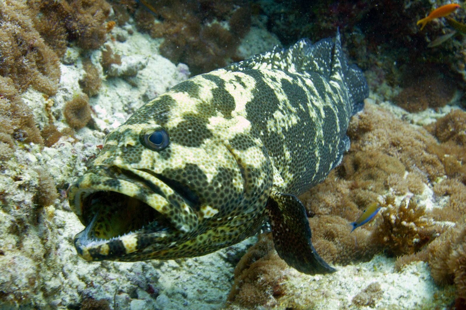Canon EOS-1Ds Mark II sample photo. Fish, sea, diving photography