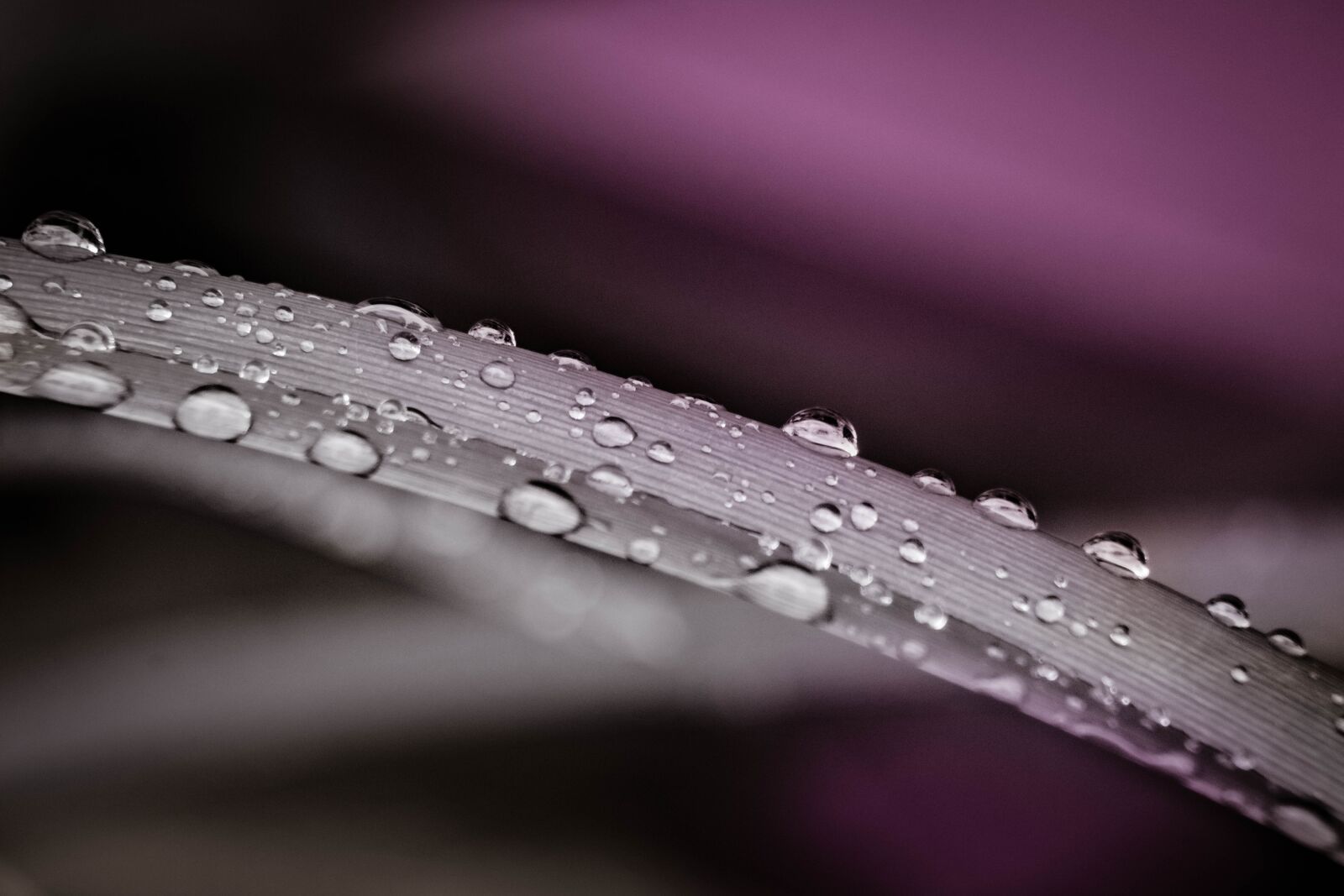 Nikon D7200 sample photo. Drop, water, nature photography