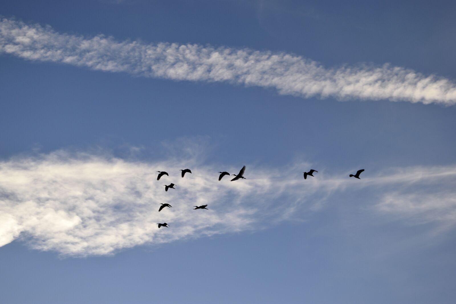 Nikon D3300 sample photo. Herons, birds, egrets photography