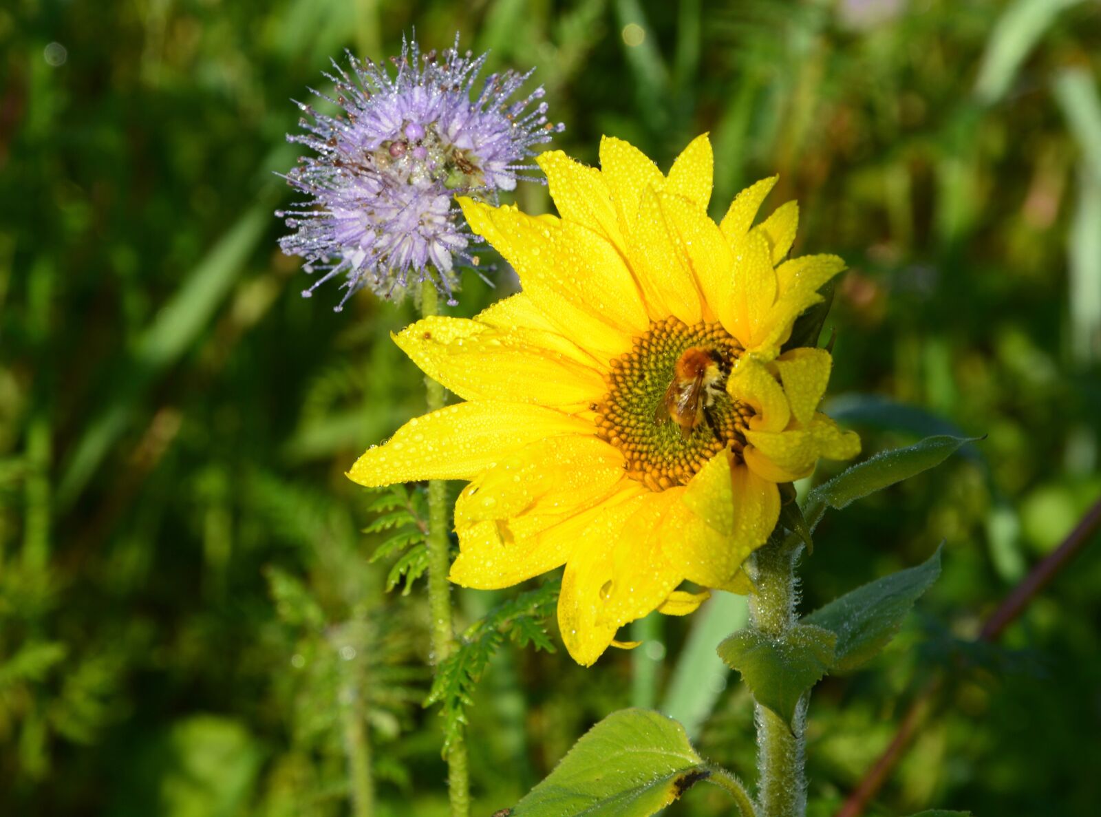 Nikon D5200 sample photo. Flower sunflower, bee, nature photography