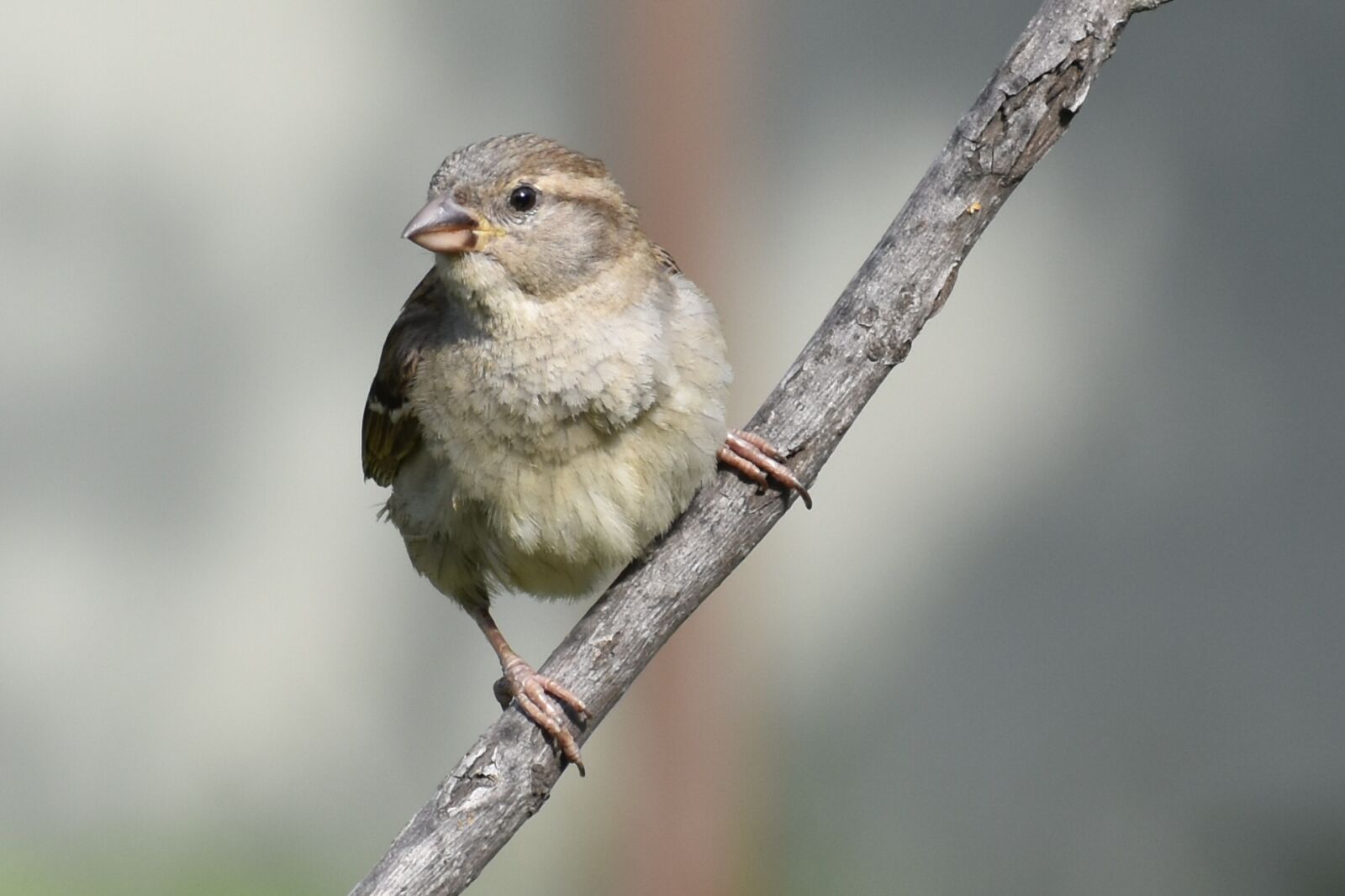 Nikon D7200 sample photo. Bird, wildlife, nature photography