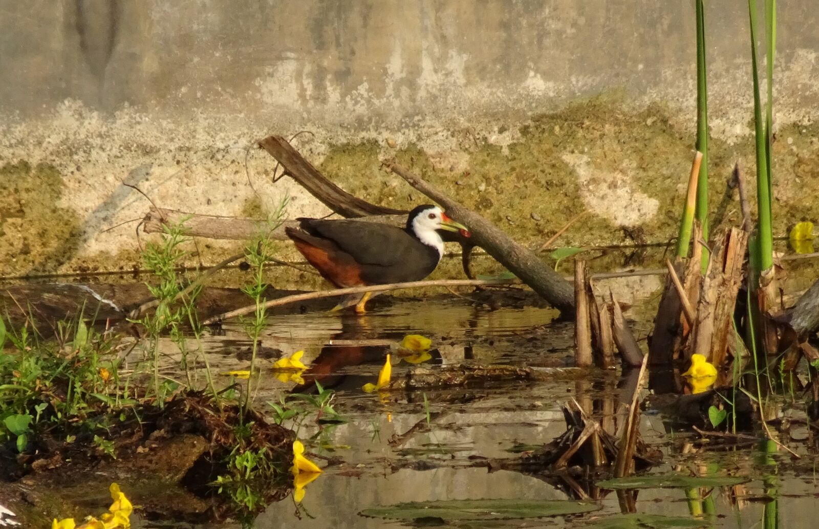 Sony Cyber-shot DSC-HX90V sample photo. Bird, white-breasted waterhen, amaurornis photography