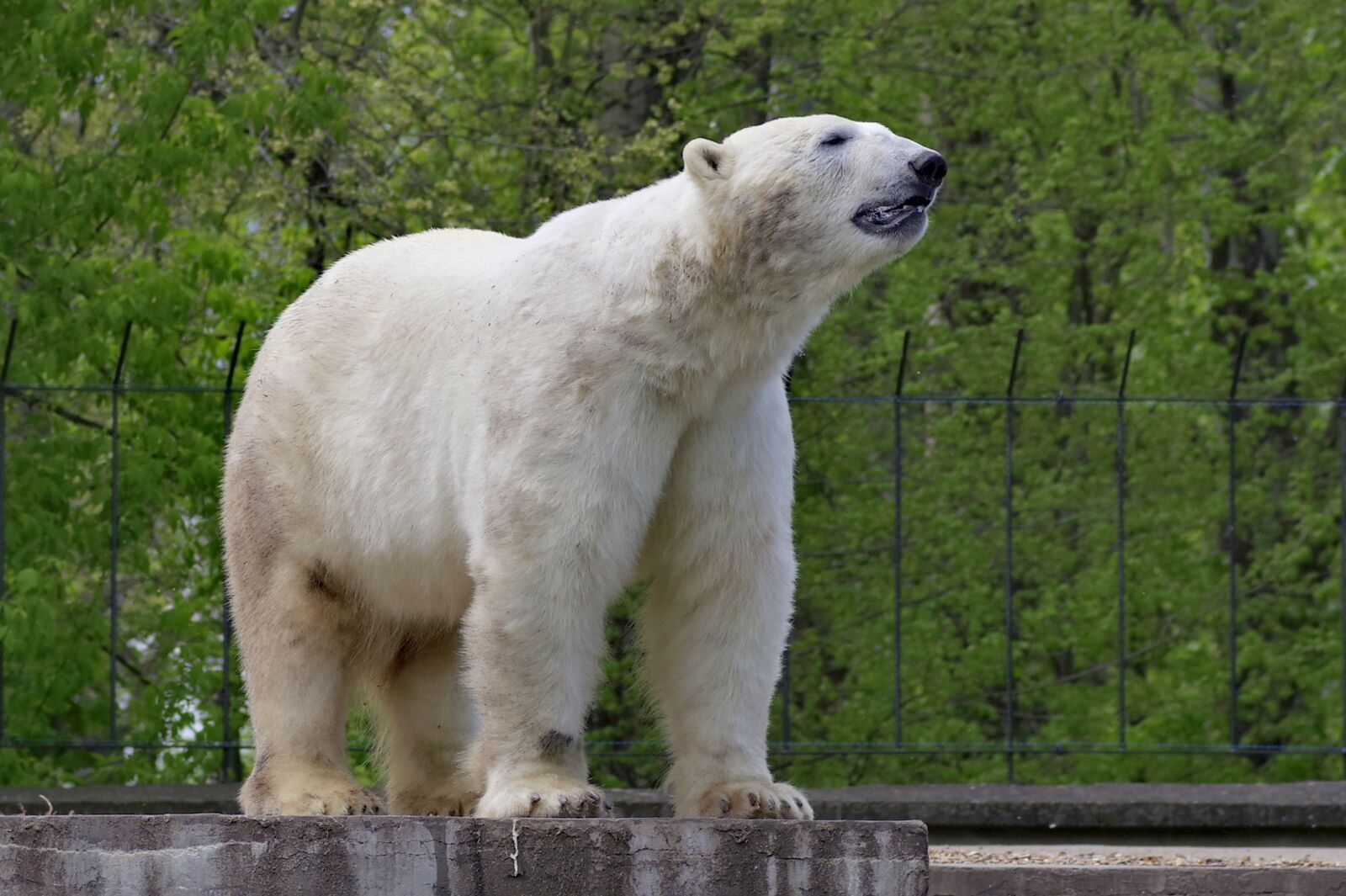 Pentax K-S2 sample photo. The bear, polar, white photography