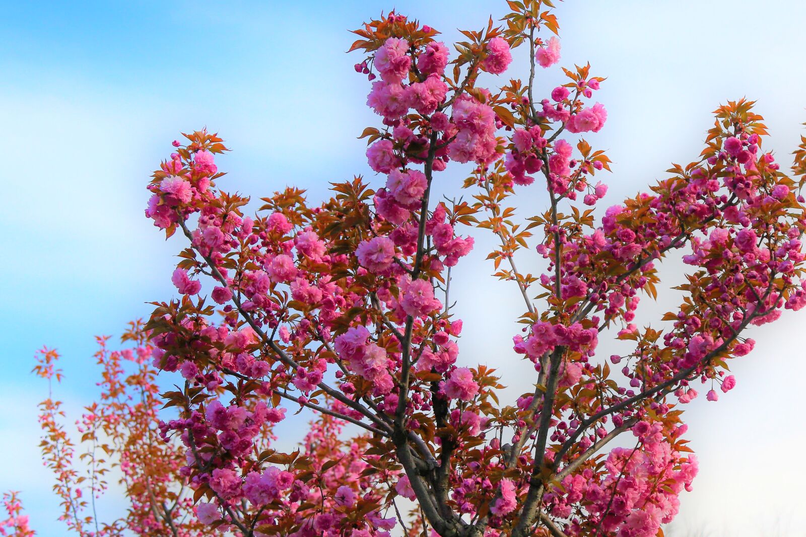 Canon EF 24-105mm F4L IS USM sample photo. Japanese cherry tree, flowers photography