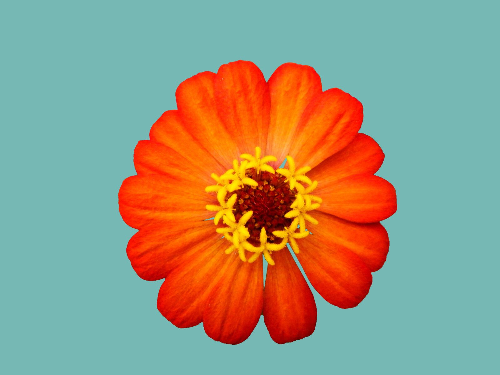 Nikon Coolpix AW110 sample photo. Orange flower, spring, flower photography