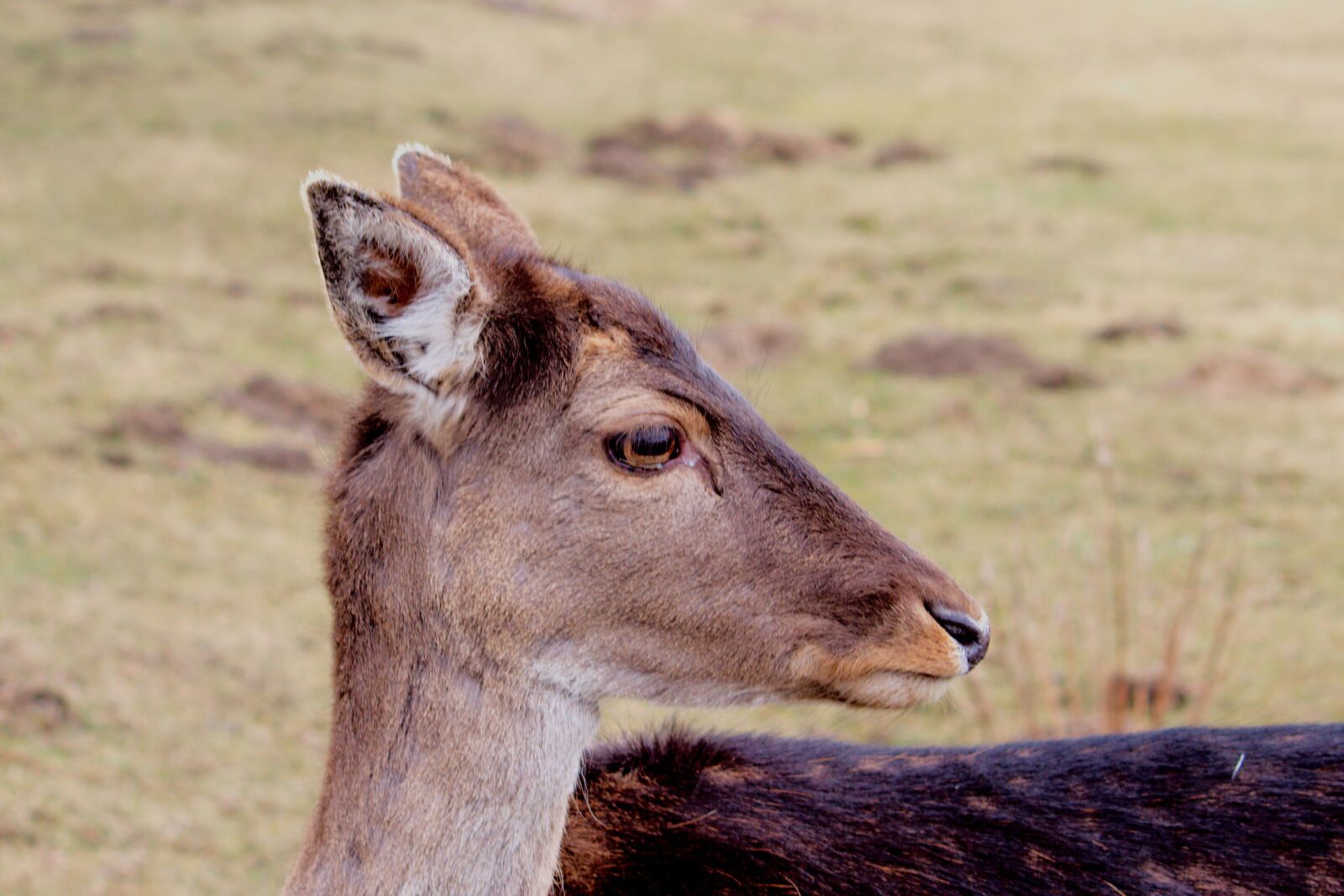 Canon EOS 600D (Rebel EOS T3i / EOS Kiss X5) sample photo. Roe deer, fallow deer photography