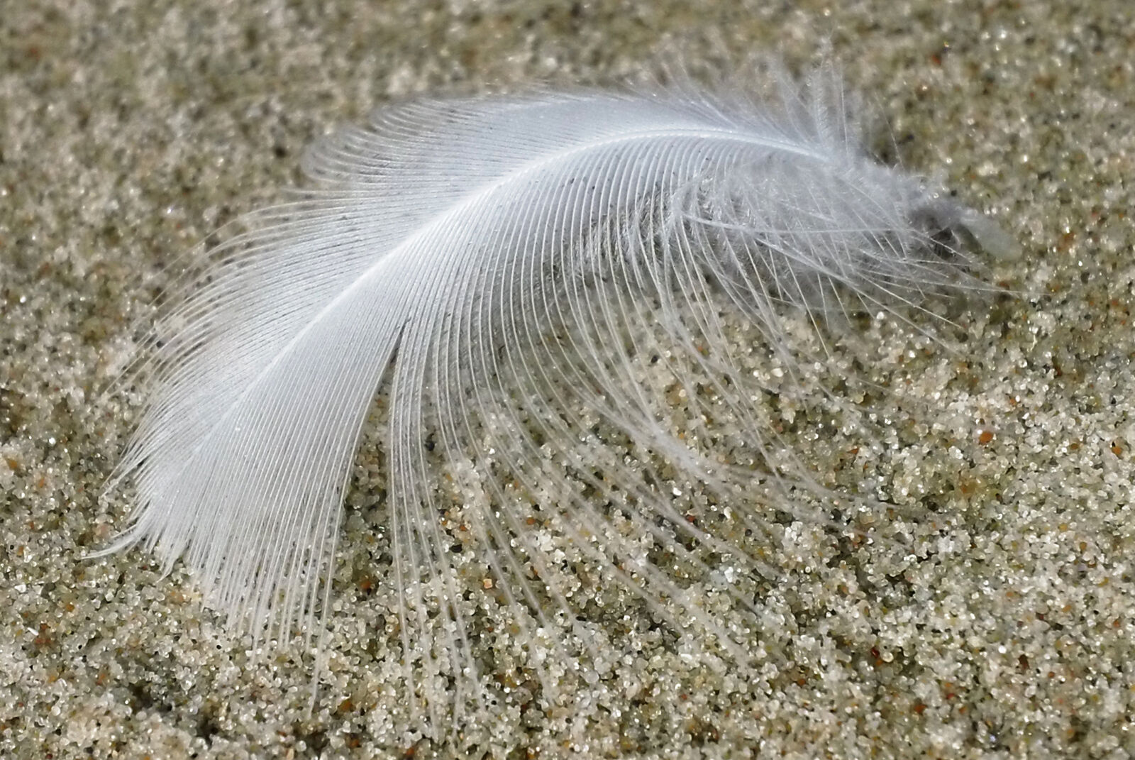 Sony MHS-TS20 sample photo. Beach, feather, fine, life photography