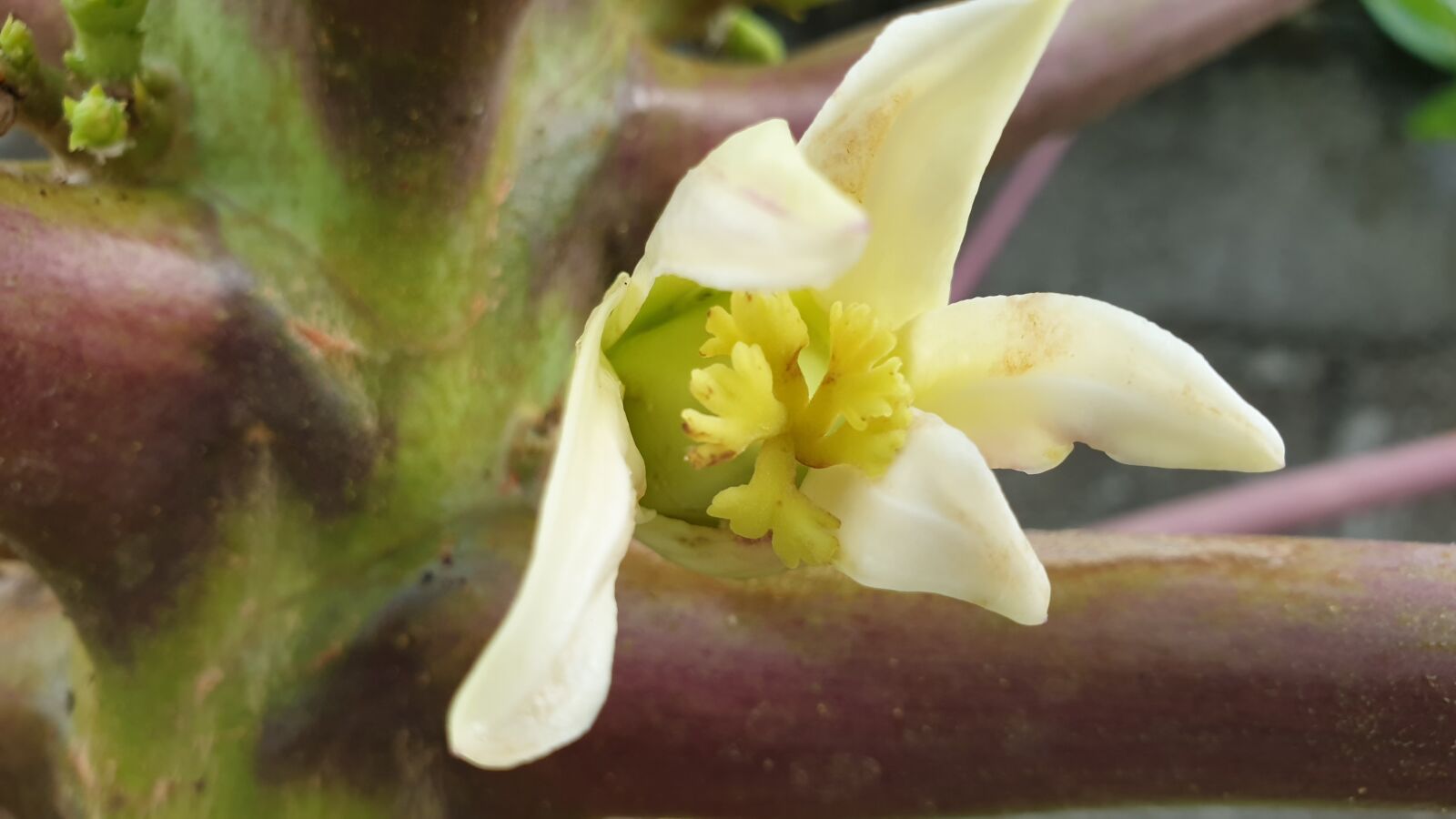 Samsung Galaxy Note9 sample photo. Plants, flowers, green photography