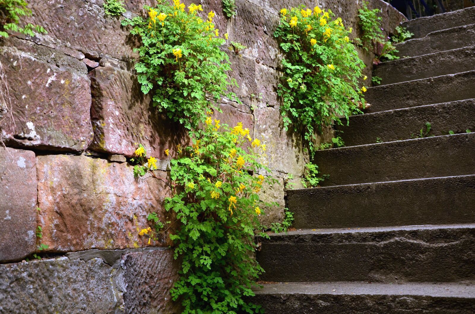 Nikon D5100 sample photo. Stairs, stone, wall, historical photography