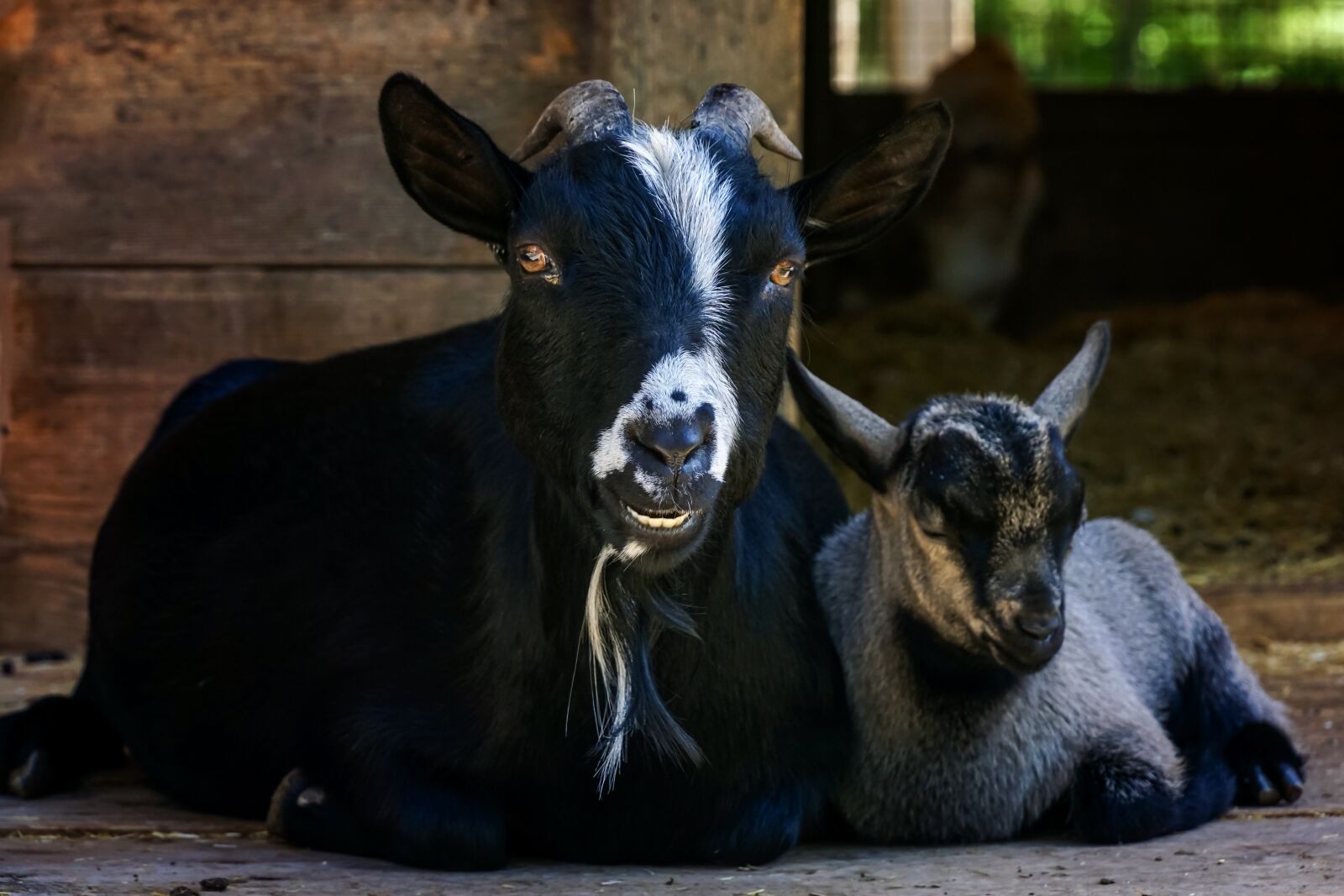 Sony DT 18-135mm F3.5-5.6 SAM sample photo. Goat, kid, animal world photography