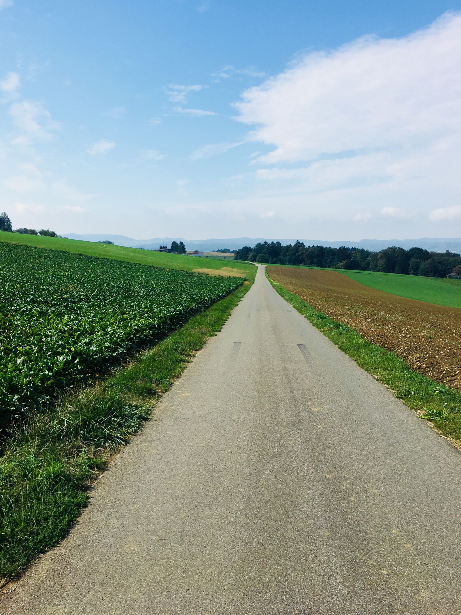 Apple iPhone 6s sample photo. Away, forest, landscape photography