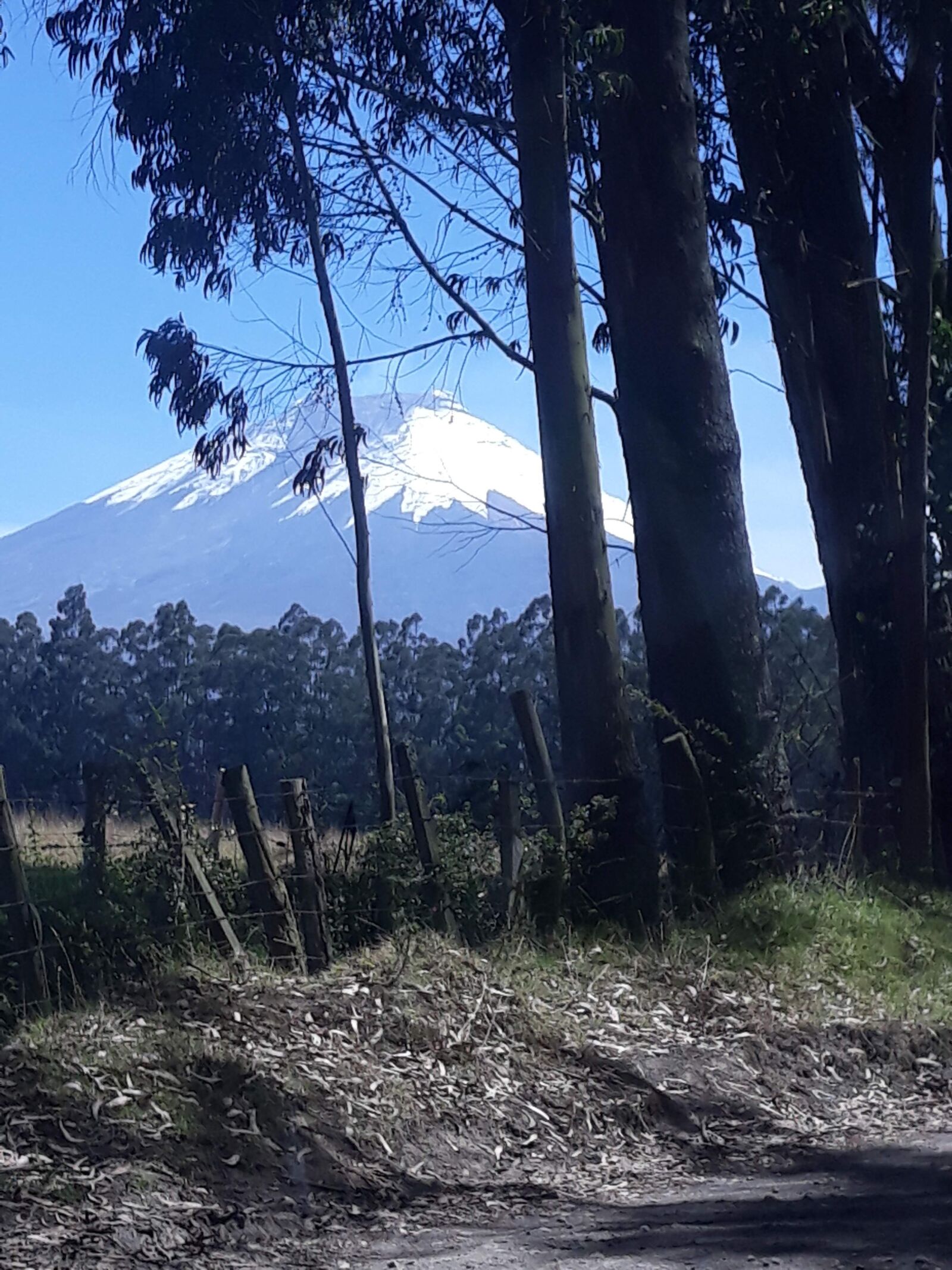 Samsung Galaxy J7 Pro sample photo. Nevado, after, trees photography