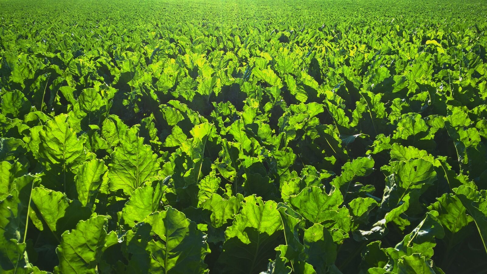 Microsoft Lumia 640 LTE Dual SIM sample photo. Backlit, farming, green photography