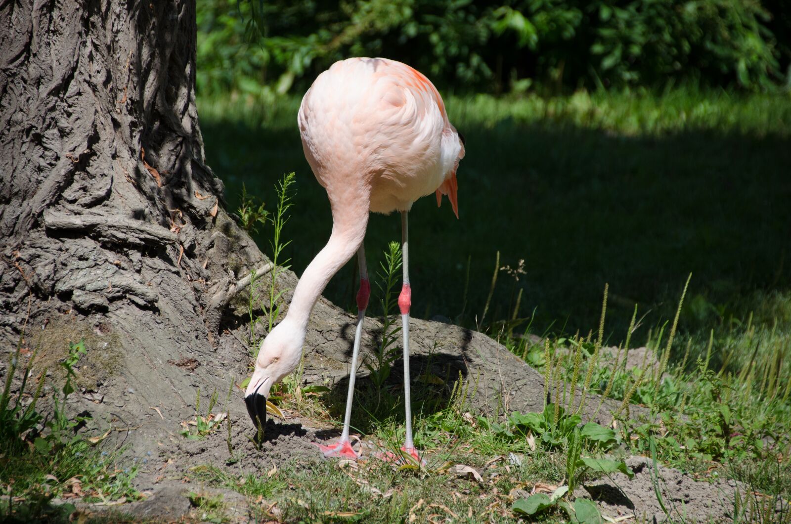 Nikon D5100 sample photo. Flamingo, pink, zoo photography