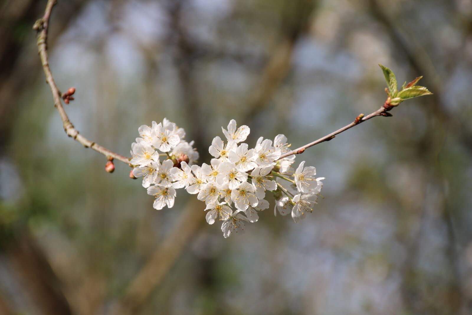 Canon EOS 600D (Rebel EOS T3i / EOS Kiss X5) sample photo. Cherry blossom, cherry tree photography