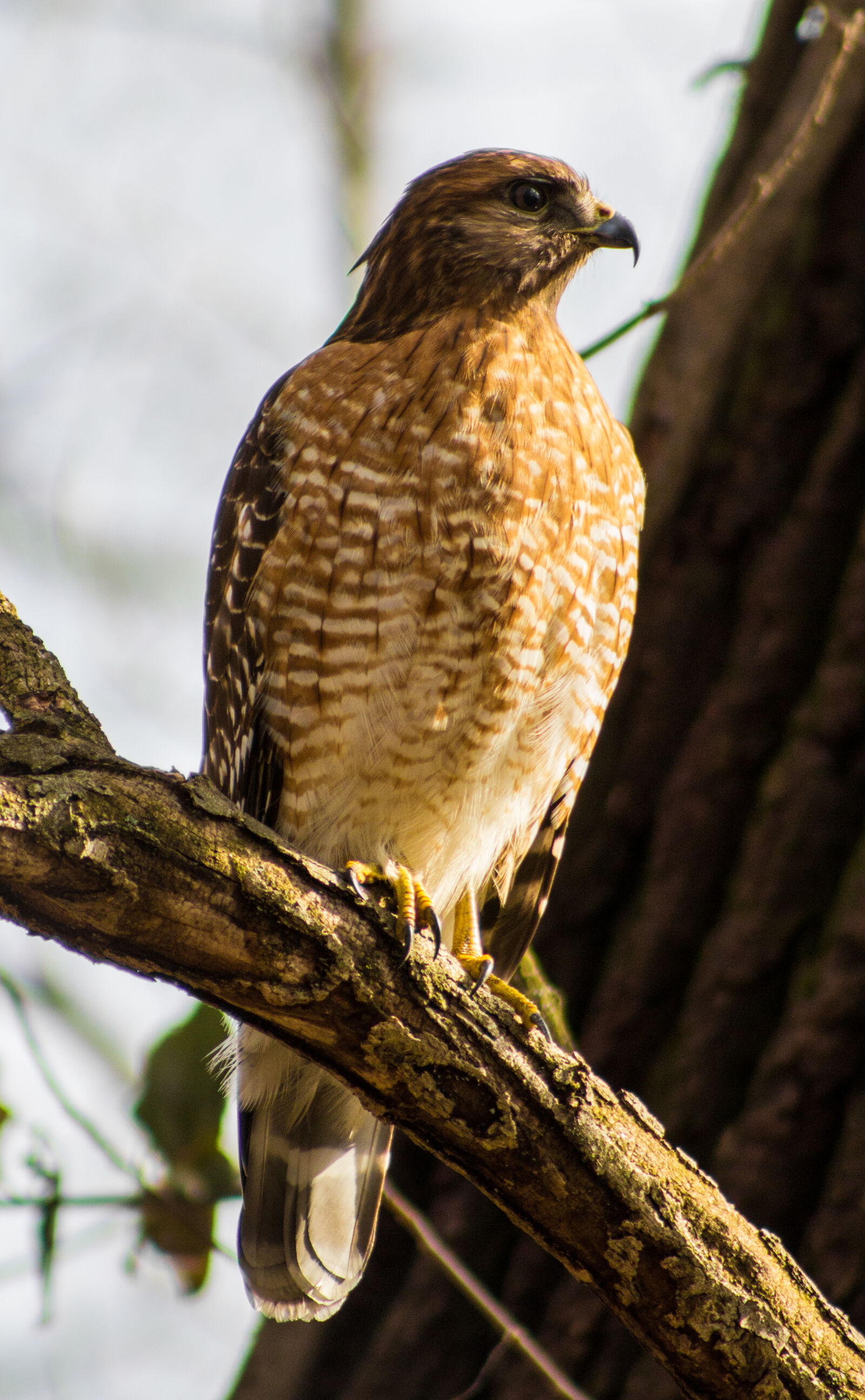 Canon EF 75-300mm f/4-5.6 sample photo. Bird, canon, hawk, nature photography