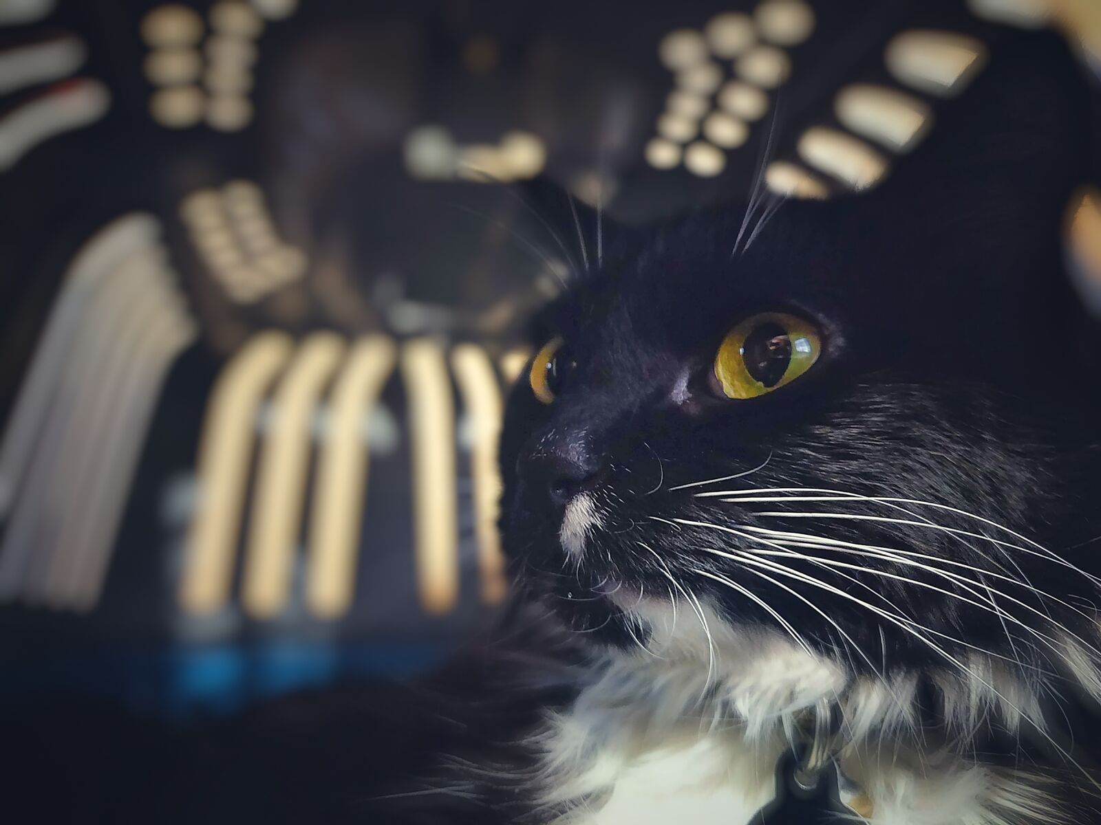 OnePlus A6000 sample photo. Cat, box, pet photography