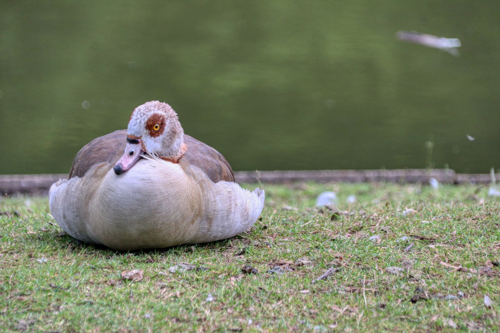 Canon EOS 80D sample photo. Duck, pond, lake photography