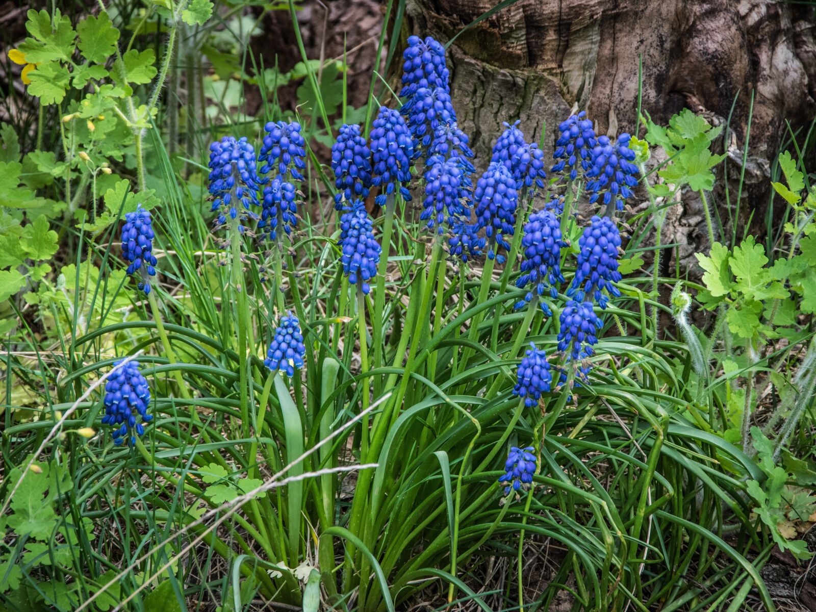 Nikon D5300 sample photo. Flowers, blue, spring photography