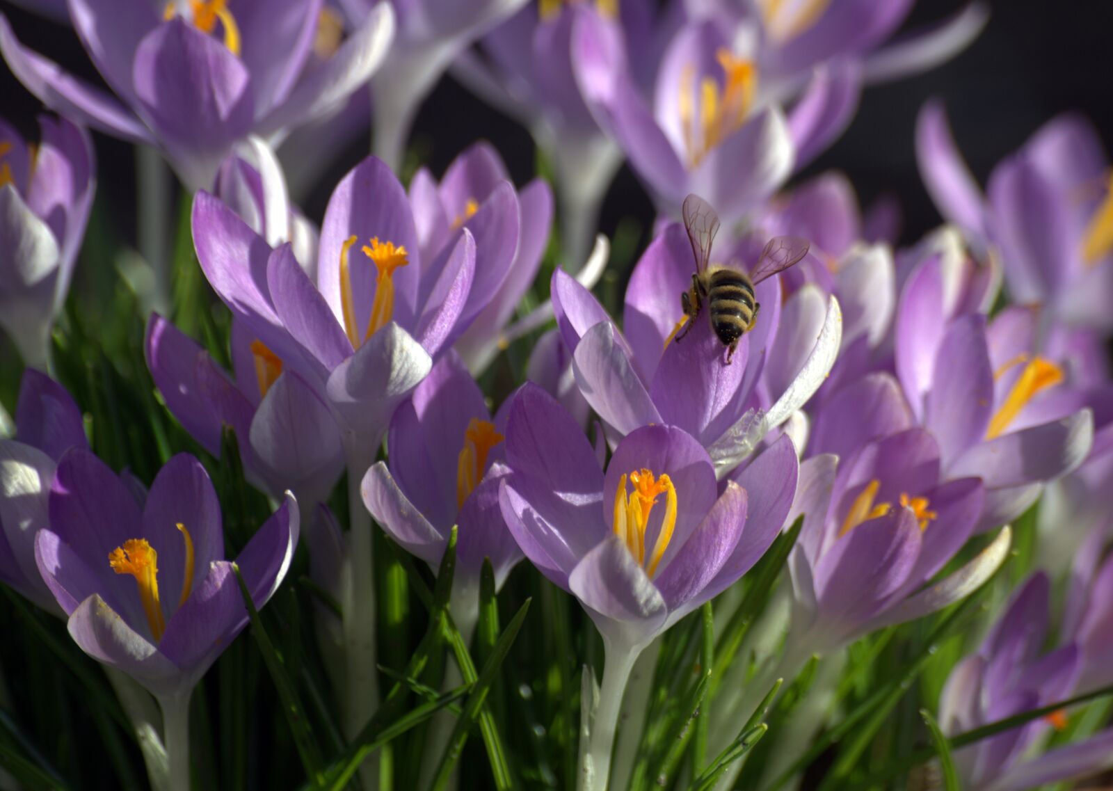 Pentax K-30 sample photo. Crocus, bee, pollen photography
