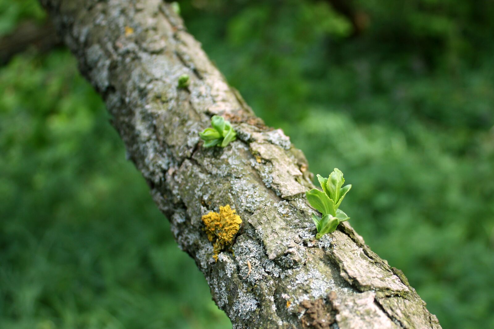 Canon EOS 450D (EOS Rebel XSi / EOS Kiss X2) sample photo. Foliage, tree, nature photography