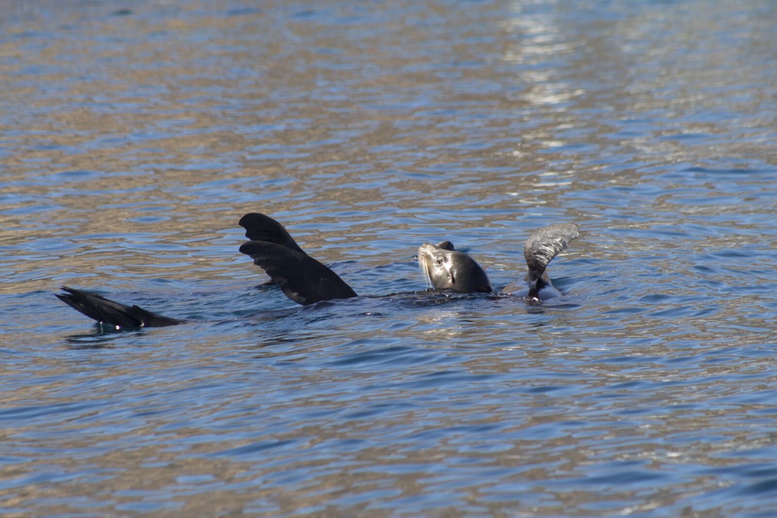 Canon EOS 650D (EOS Rebel T4i / EOS Kiss X6i) sample photo. Water, bird, wildlife photography