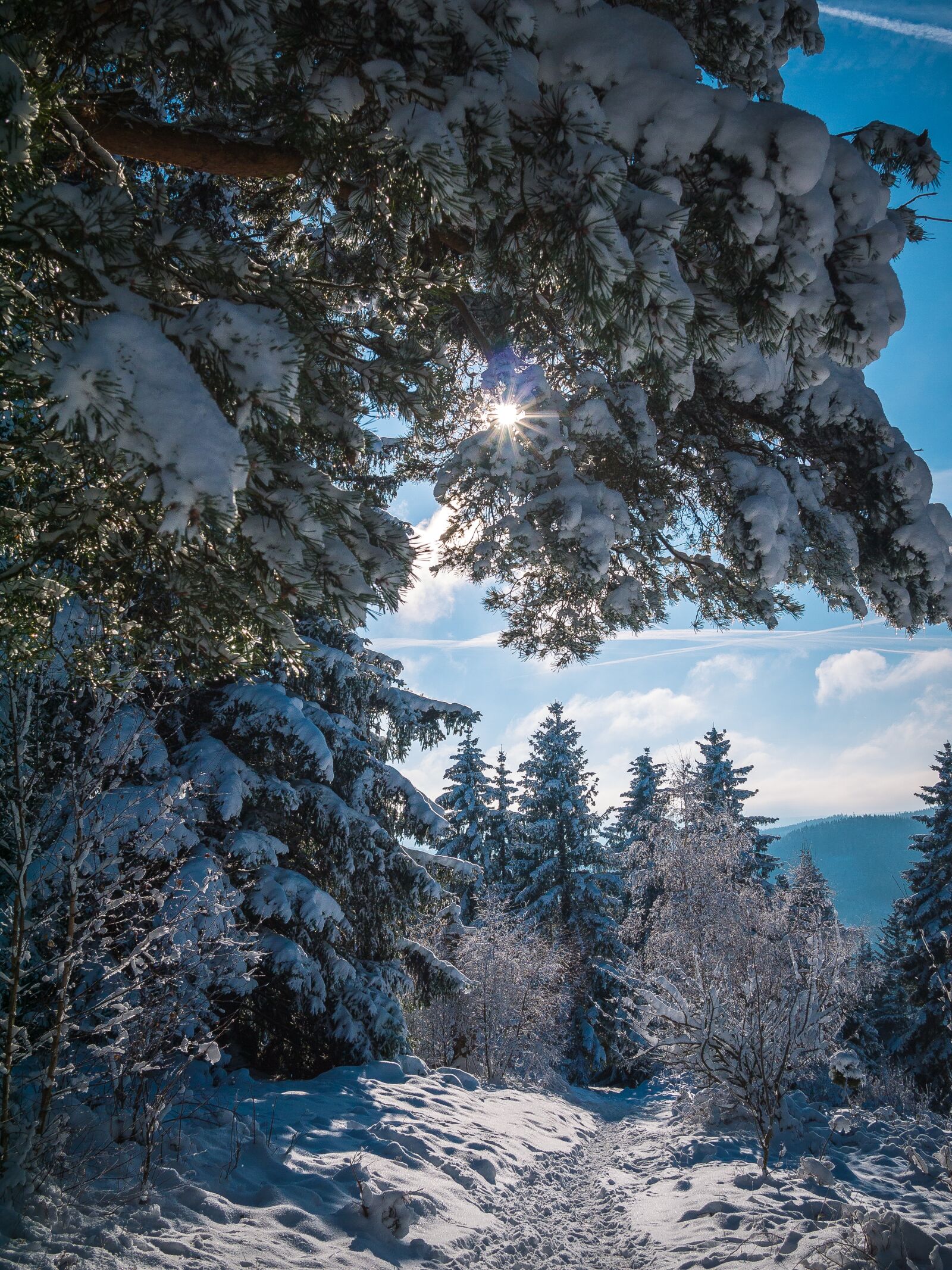 Panasonic Lumix DMC-GF5 sample photo. Winter forest, snow, forest photography