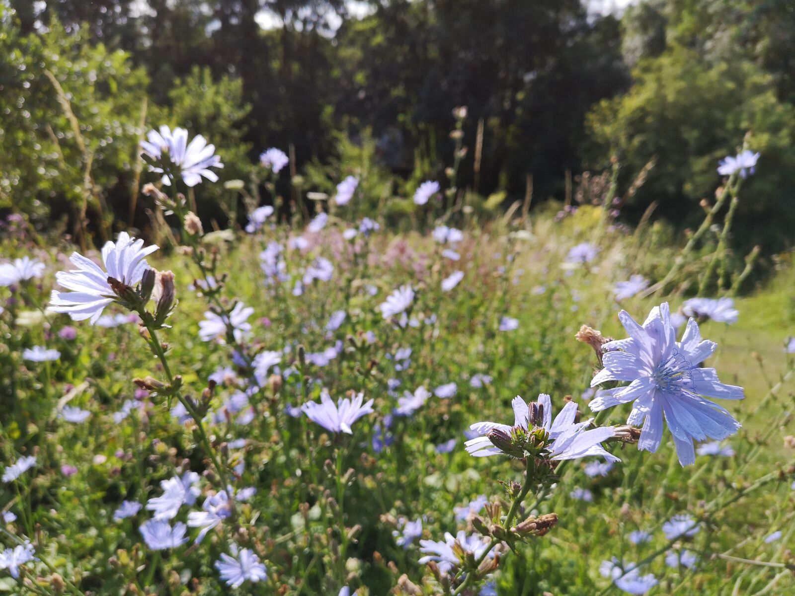 HUAWEI P20 sample photo. Flowers, blue, fields photography