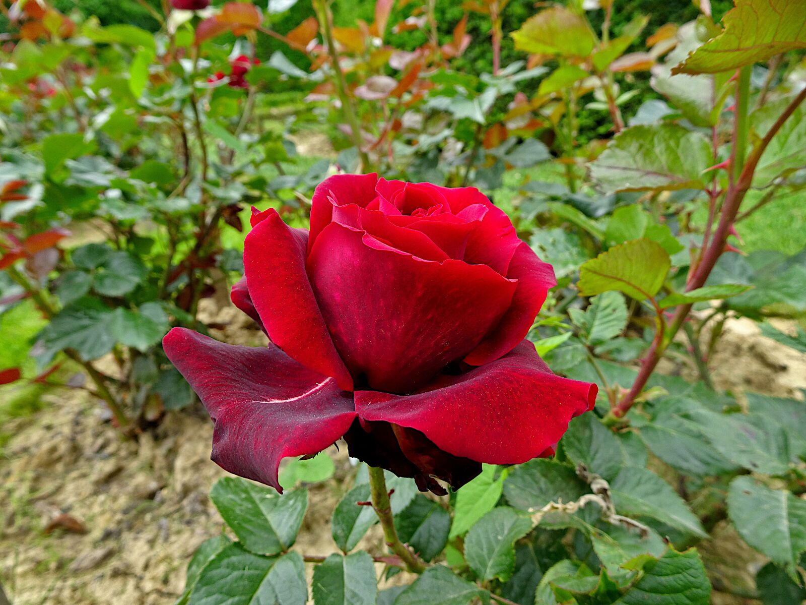 Sony Cyber-shot DSC-HX90V sample photo. Pink, roses, flowering shrubs photography