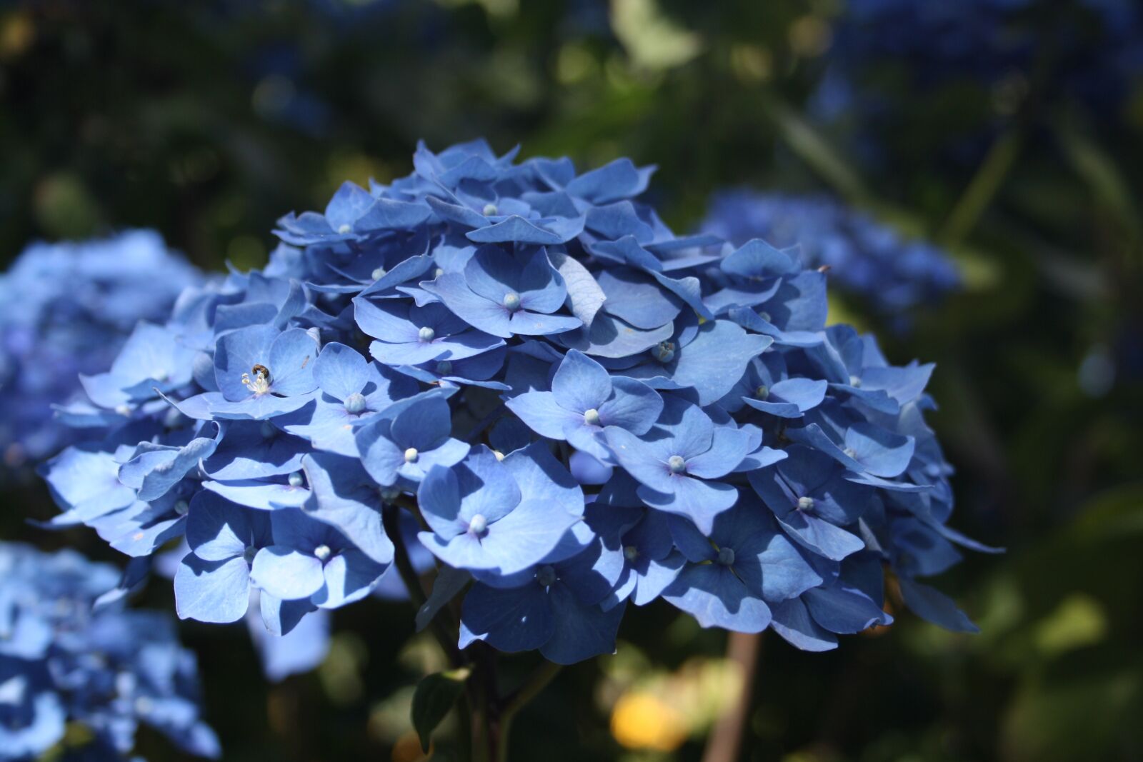 Canon EOS 1000D (EOS Digital Rebel XS / EOS Kiss F) sample photo. Flower, blue, nature photography