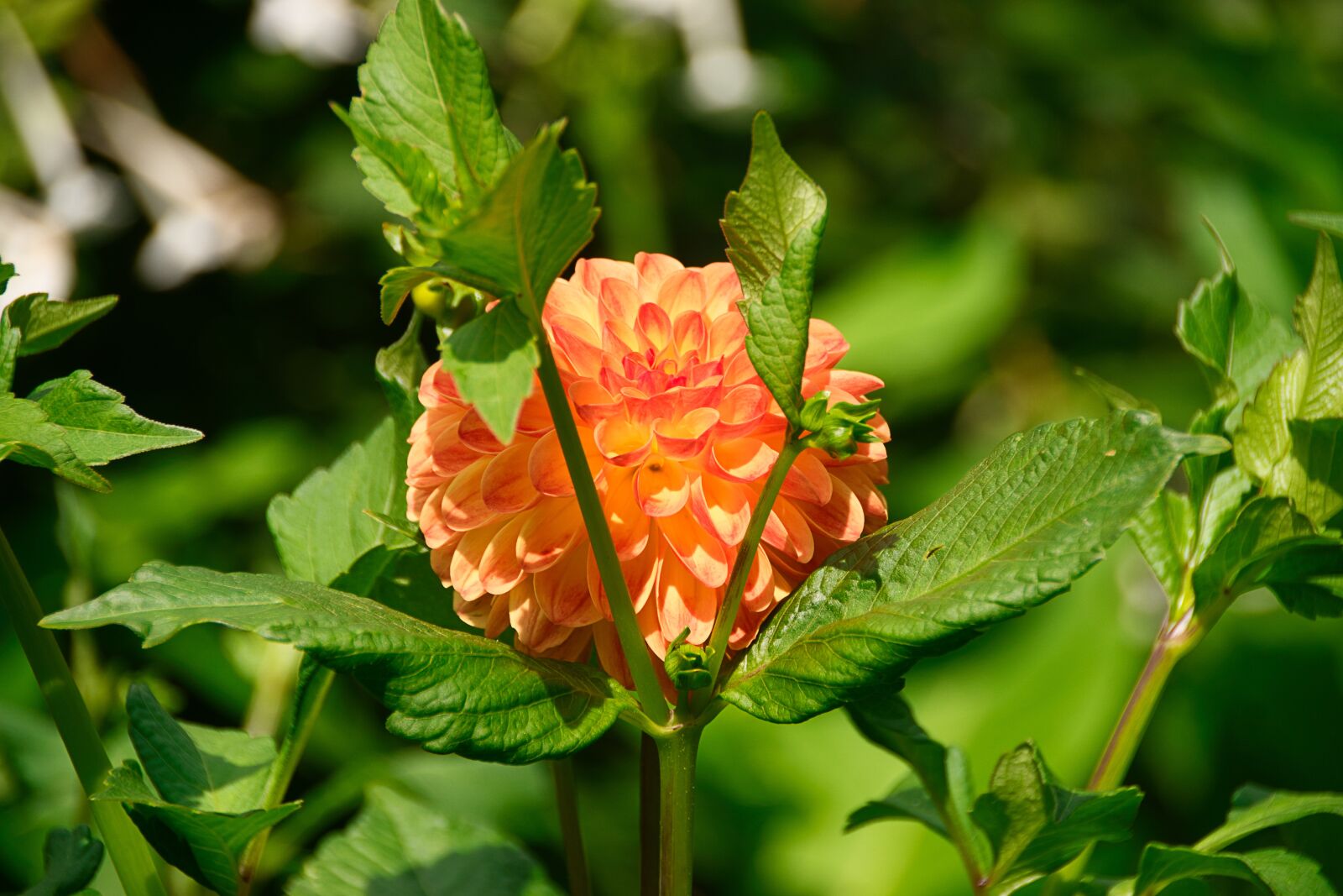 Sony ILCA-77M2 sample photo. Dahlia, blossom, bloom photography