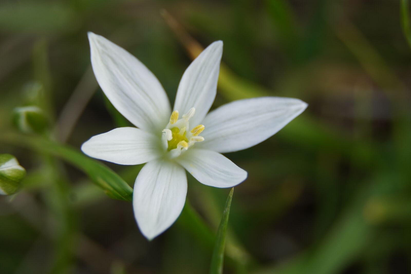Sony a6400 sample photo. Flower, spring, white photography