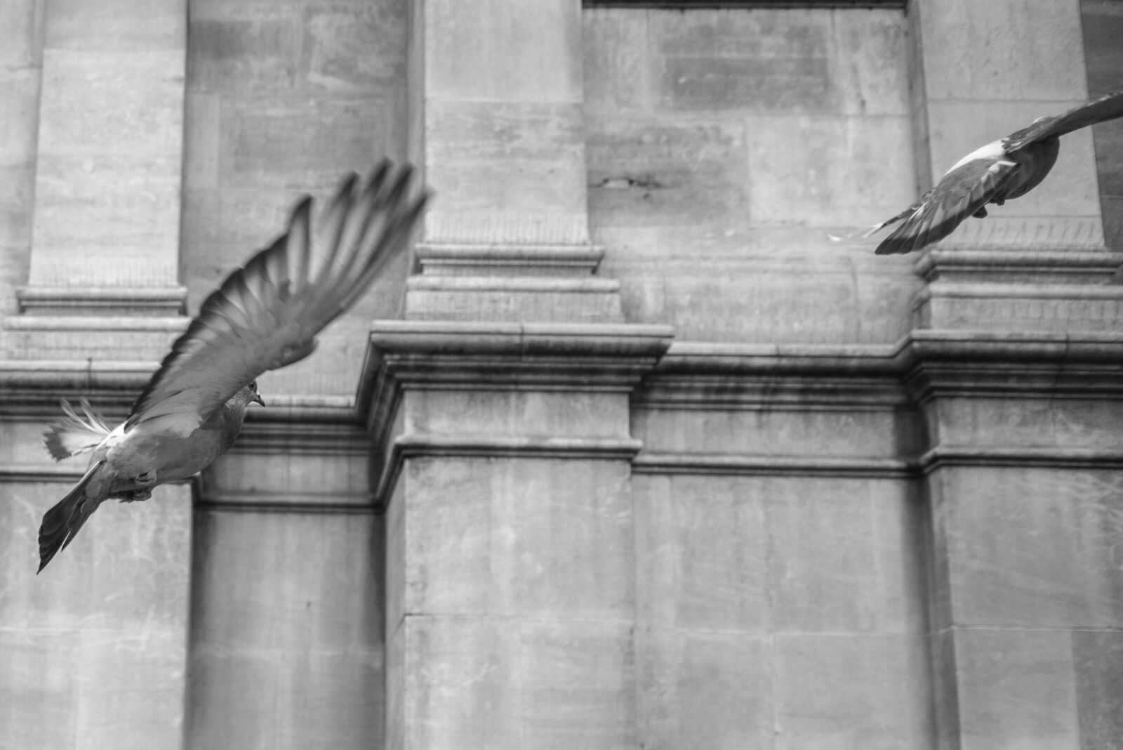 Nikon D600 sample photo. Pigeon, bird, flying photography