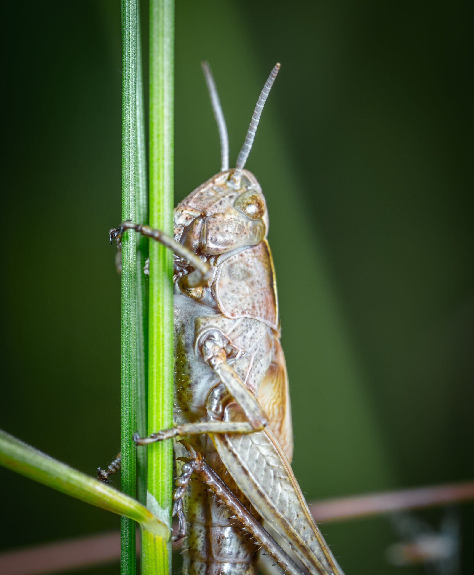 #124 65/2.8 sample photo. Insect, grasshopper, mustache photography