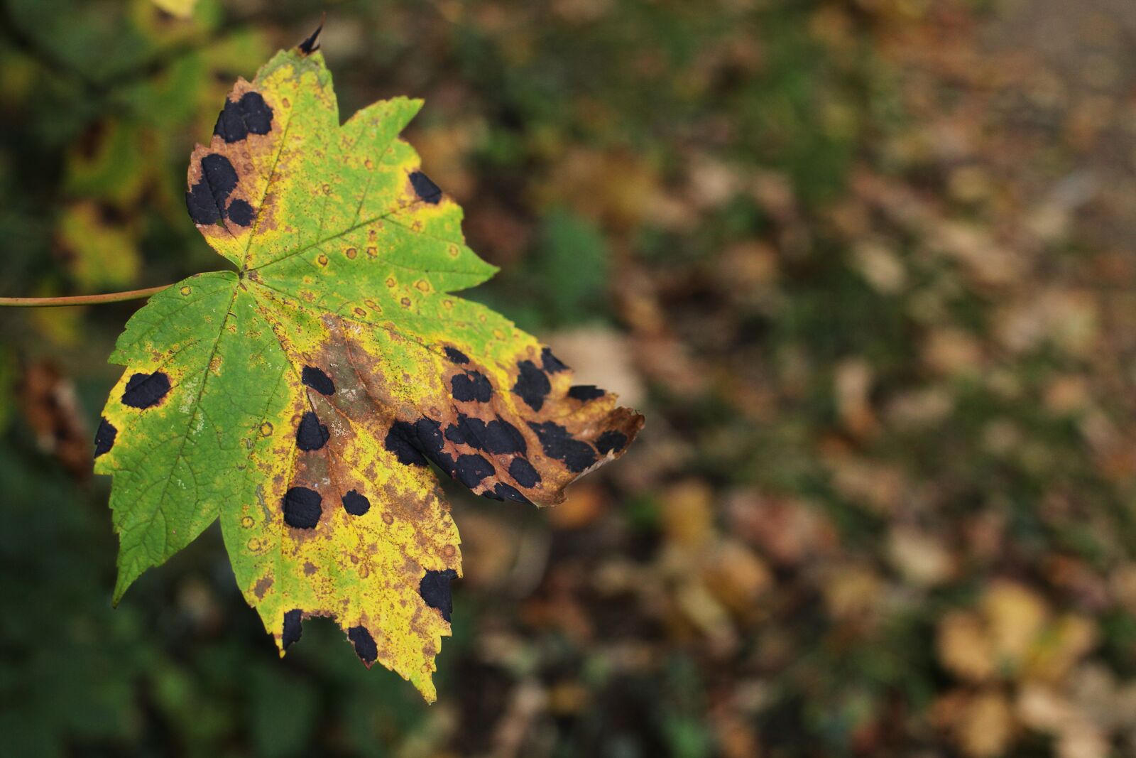 Canon EOS 5D Mark II sample photo. Leaf, maple, disease photography