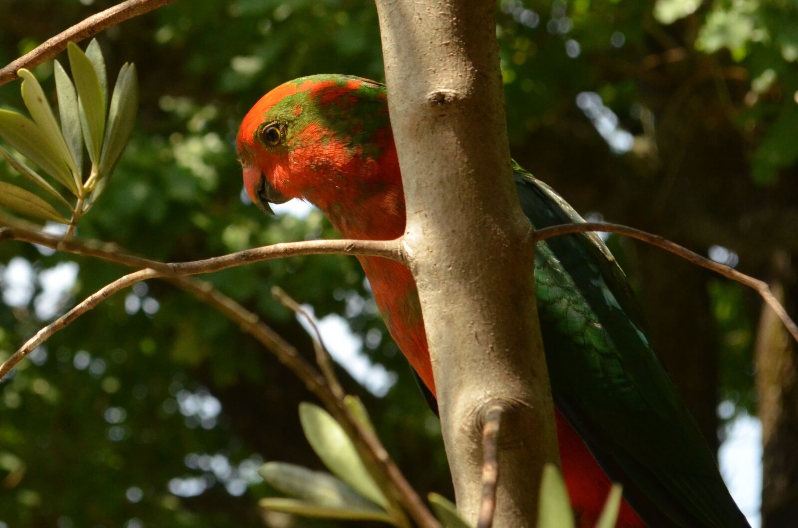 Nikon D5100 sample photo. Parrot, bird, feather photography