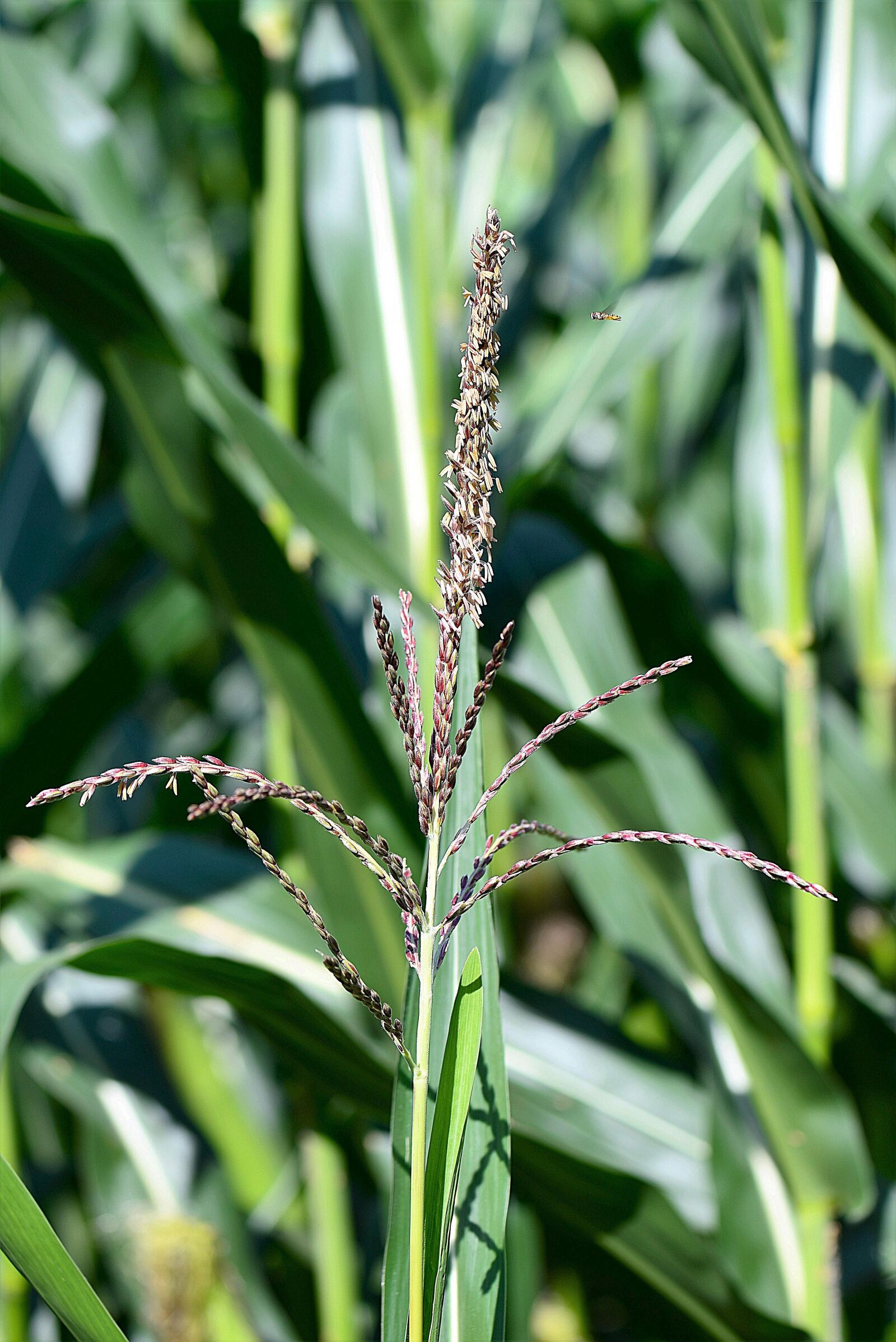 Nikon D610 sample photo. Corn, stengel, flag photography