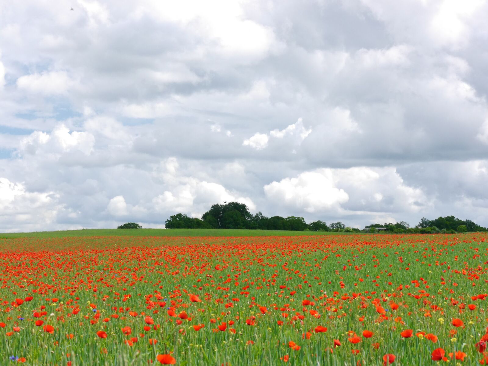 Panasonic Lumix DMC-G6 sample photo. Clouds, poppy, meadow photography