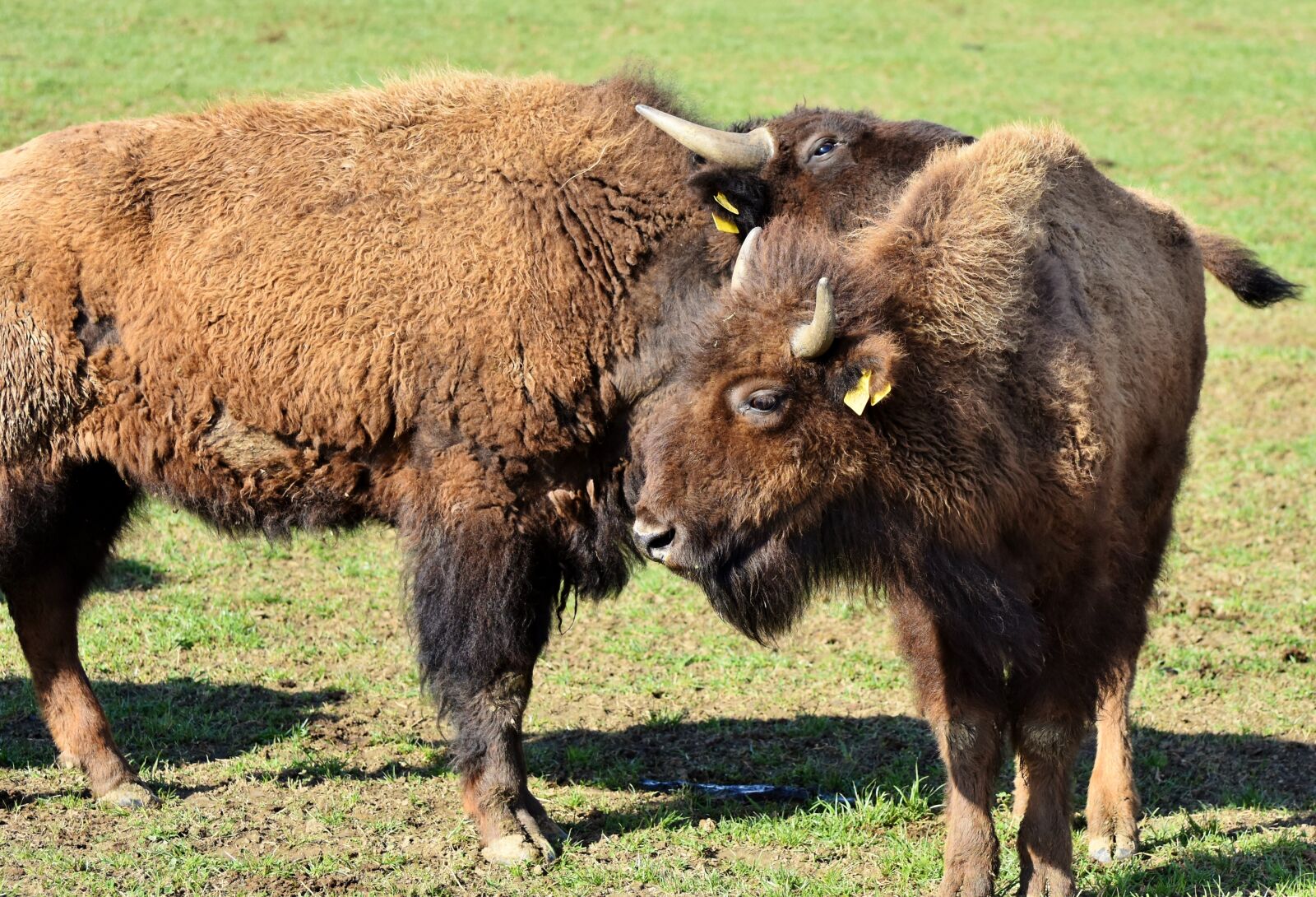 Nikon D7200 sample photo. Bison, buffalo, horns photography