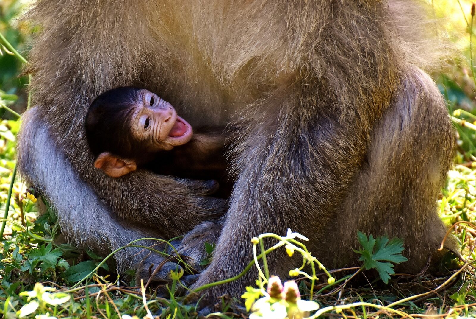 Nikon D7200 sample photo. Ape, baby monkey, barbary photography
