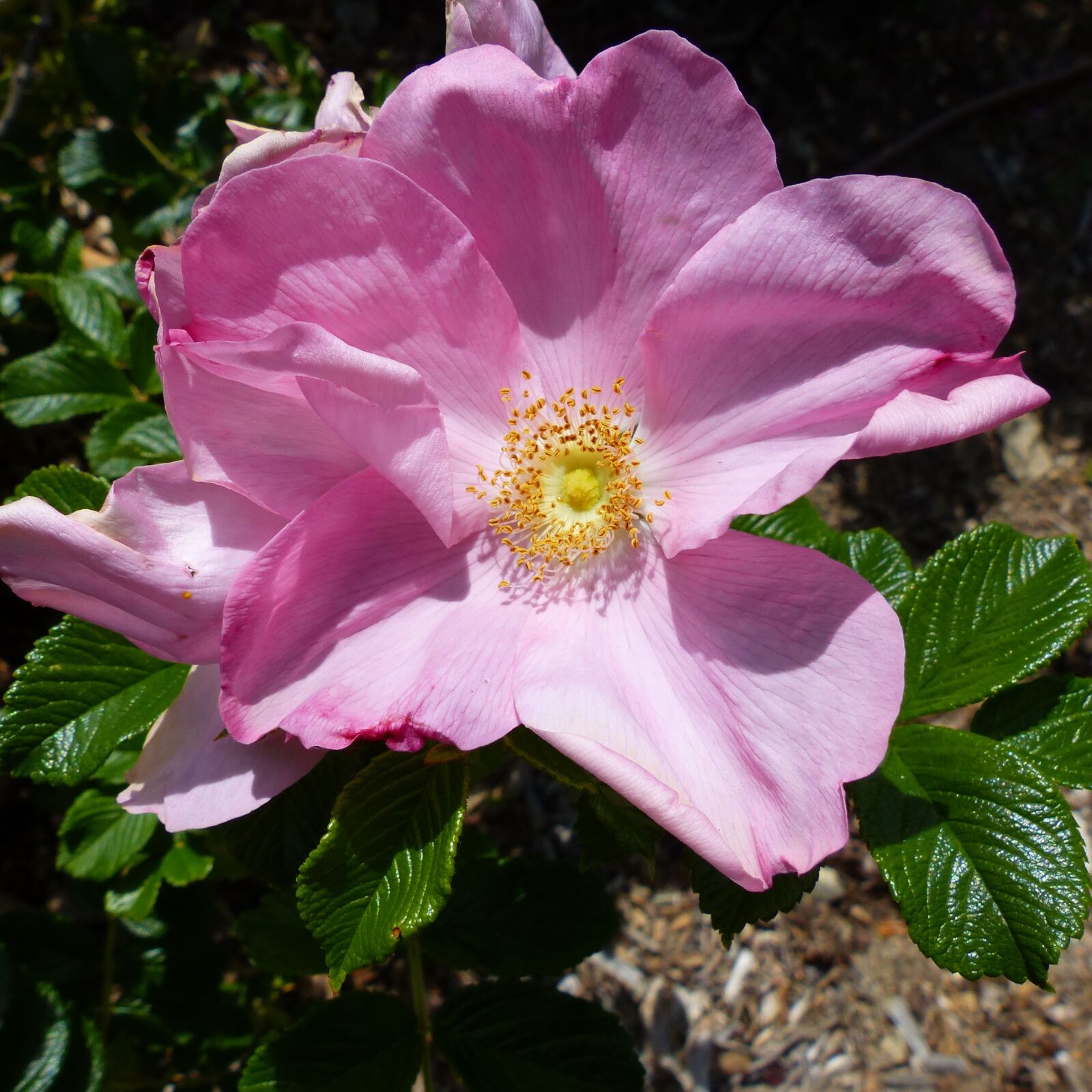 Panasonic Lumix DMC-FZ200 sample photo. Flowers, flora, nature photography