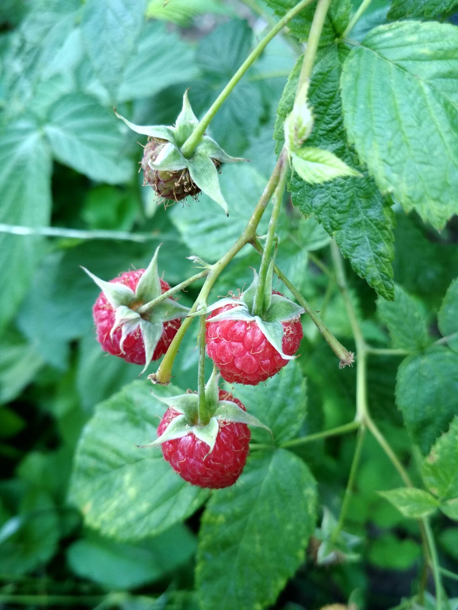 Xiaomi Redmi 4X sample photo. Malina, raspberries, fruit photography